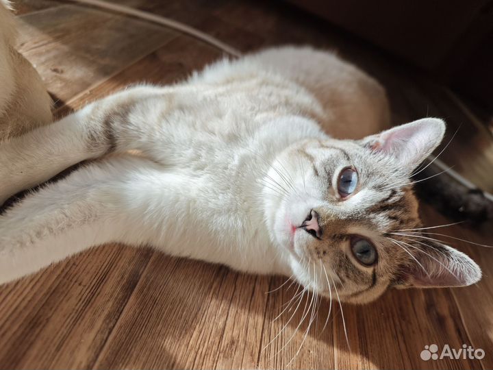 Кошки в добрые руки бесплатно