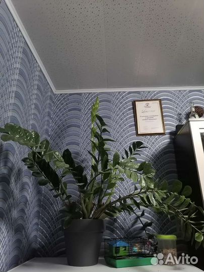 Замиокулькас