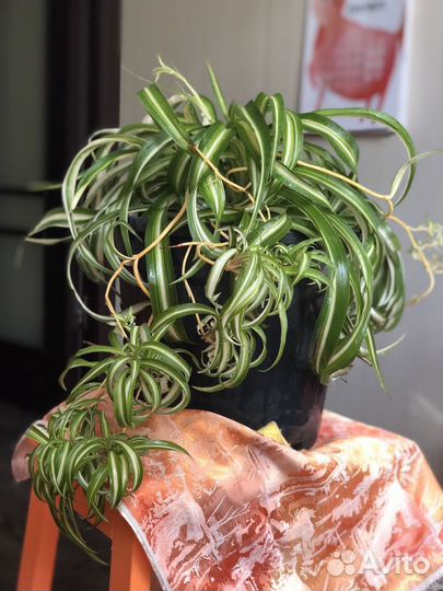 Хлорофитум кудрявый