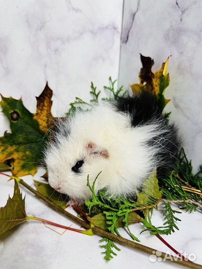 Морские свинки тедди