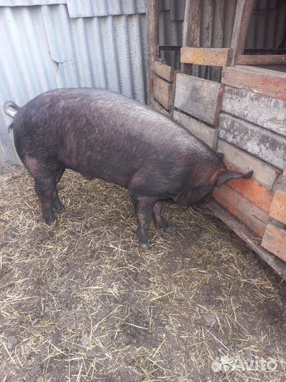 Хряк на племя