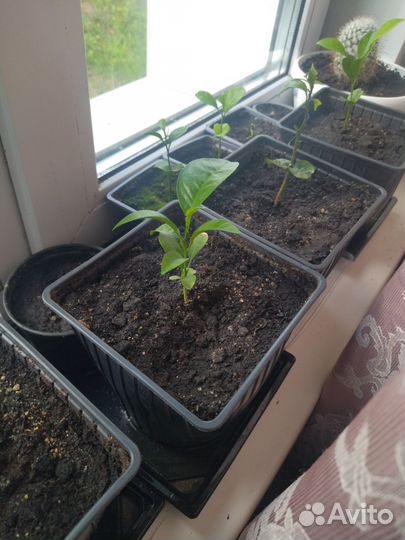 Саженцы мандарина и лимона