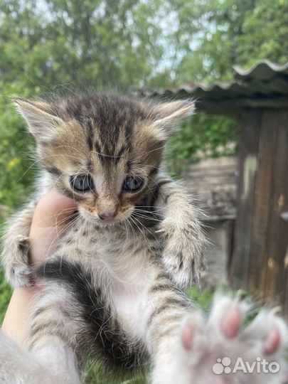 Отдам котят в добрые руки