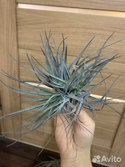 Тилландси сильвер