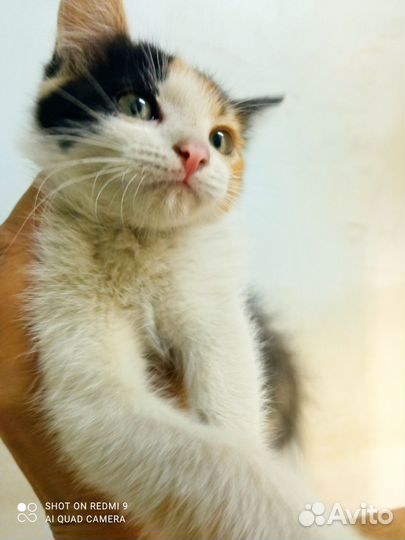 Сибирская кошка