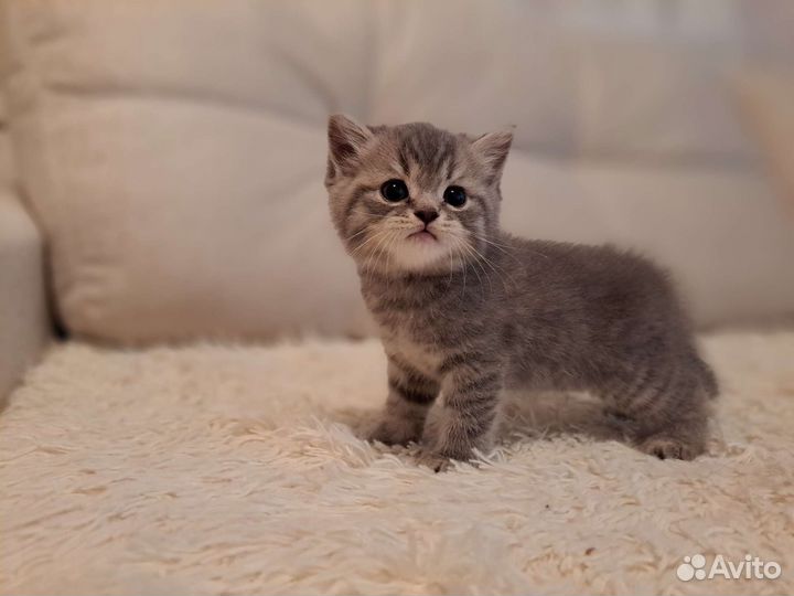 Шотландские вислоухие котята