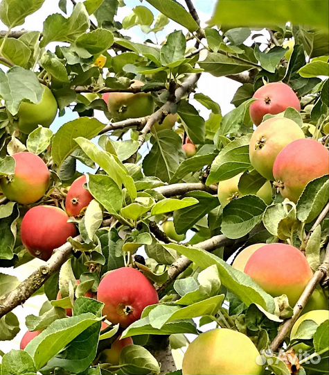 Яблоки и груши