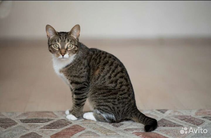 Кошка в добрые руки