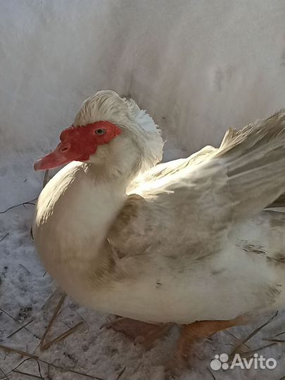 Селезень индоутки