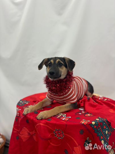 Боня стерилизована