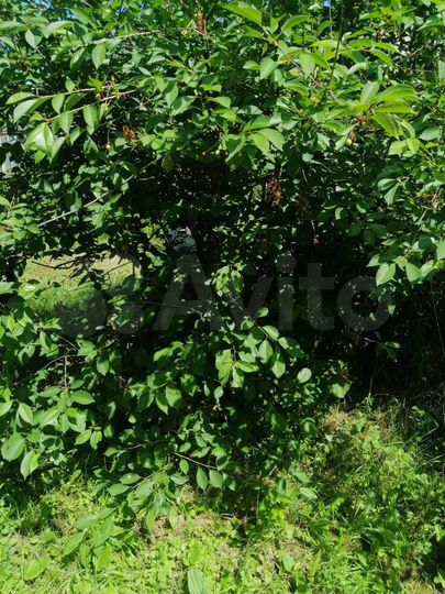 Дача 40 м² на участке 7 сот.