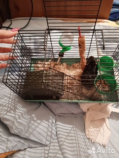 Хомяк с клеткой