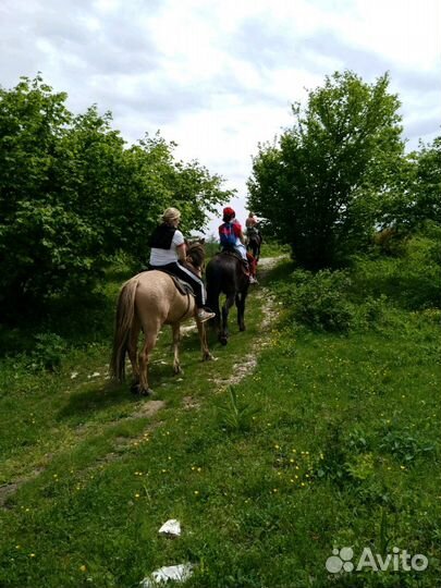 Конные прогулки