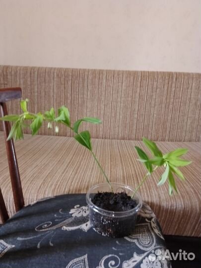 Купена;; анимона