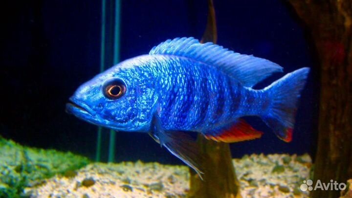 Джексон васильковый