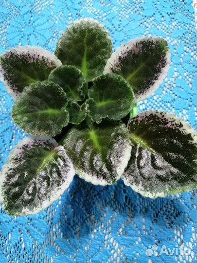 Фиалка сортовая