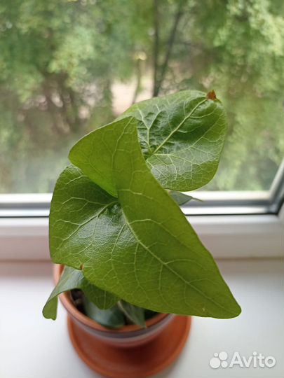 Клеродендрум