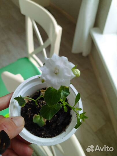 Кампанулла жених, невеста