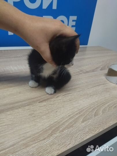 Брошенный котик