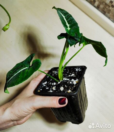 Сингониум Вендланда