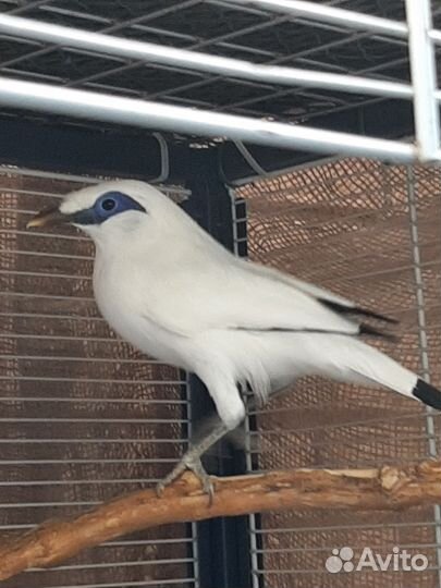 Экзотические птицы скворцы