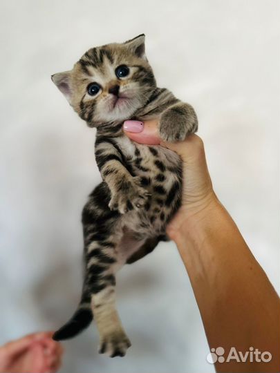 Шотландские вислоухие котята мраморные