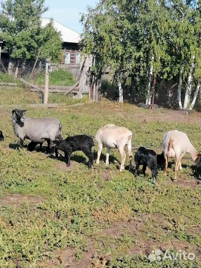 Овцы живым весом