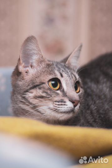 Кошечка ищет дом