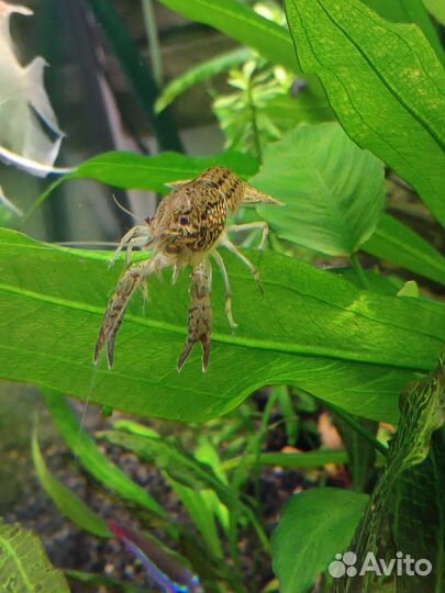 Мраморный рак отдам