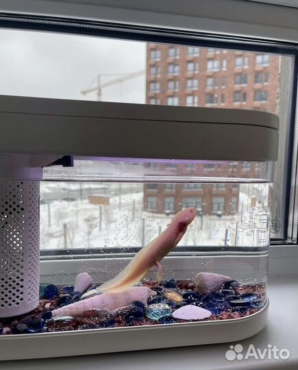 Аквариум xiaomi (акваферма)