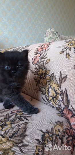 Кошечка в добрые руки