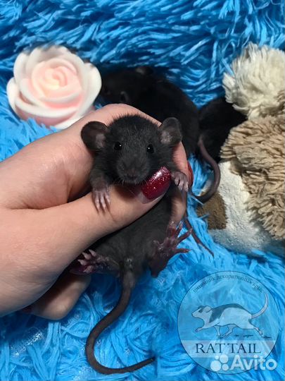 Крысята black Irish/self от заводчика. Крыса Дамбо