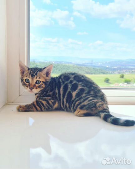 Бенгальская