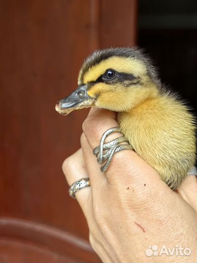 Утята руанской утки