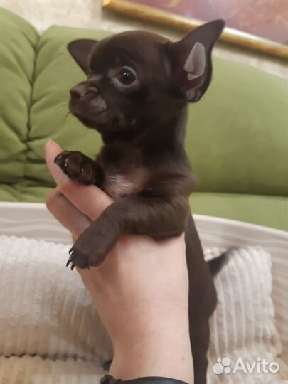 Шоколадные девочки Чихуа