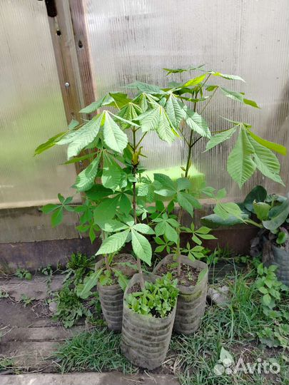 Растения многолетние, пион, каштаны