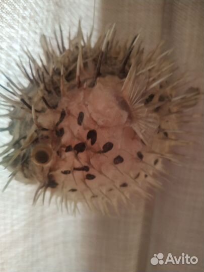 Чучело рыбы