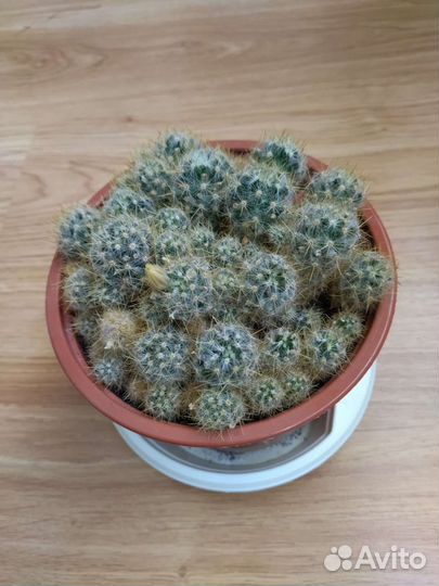 Кактус Мамилярия белая