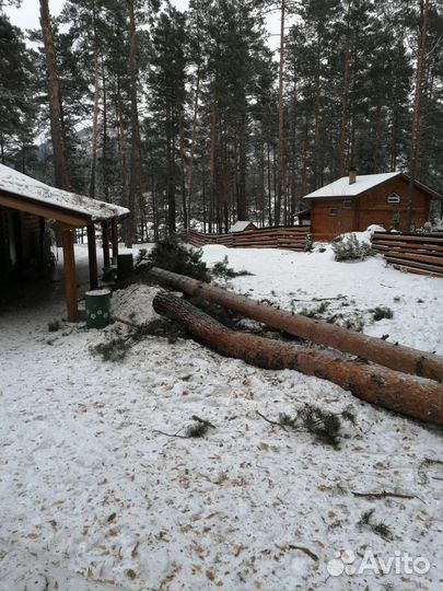 Спил деревьев