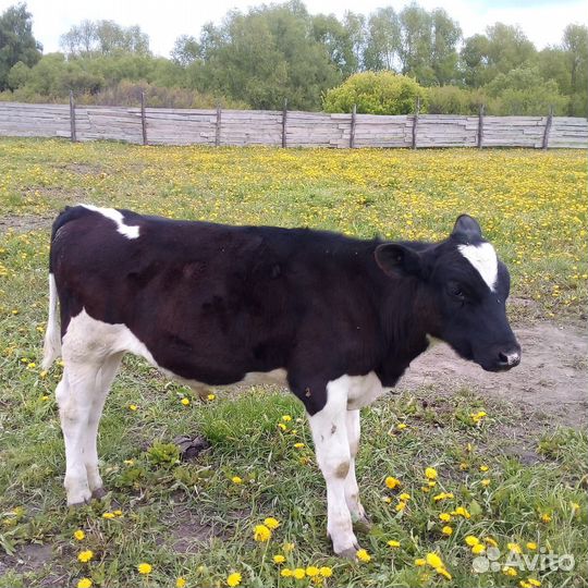 Тëлка и бычок