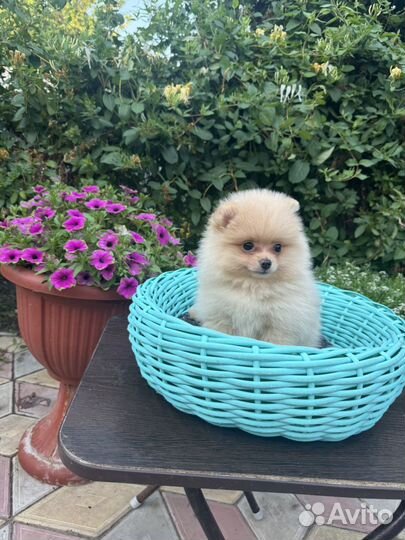 Мишка девочка