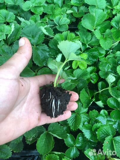 Рассада, сорт Клери