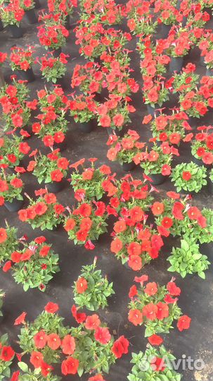 Рассада цветов