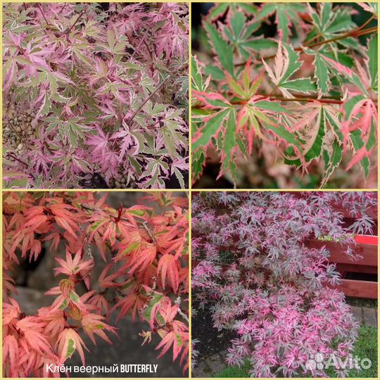 Клен Баттерфляй