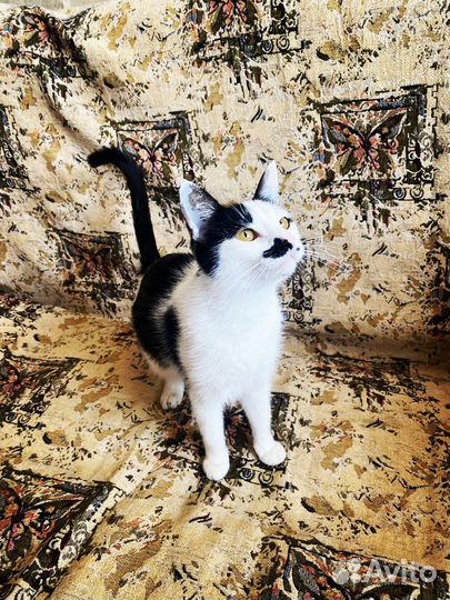 Молодая кошечка