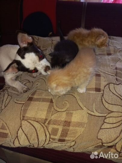 Котики в добрые руки даром
