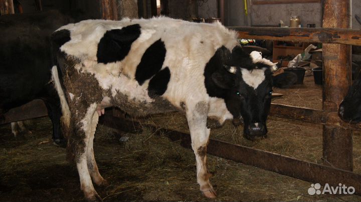 Продам первотелок