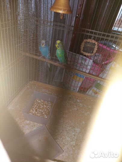 Клетка с попугаями