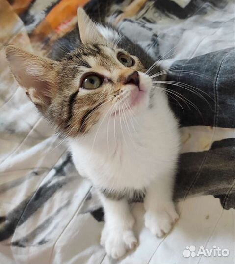 Котенок отдам