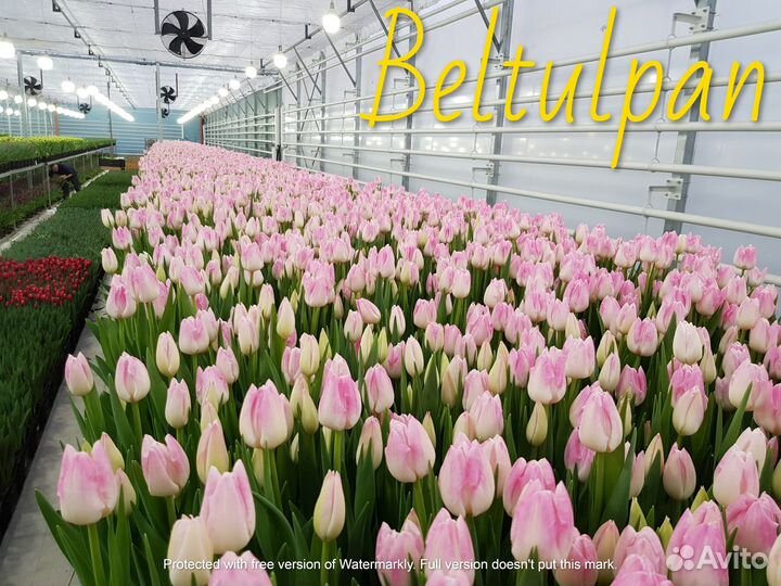 Тюльпаны к 8 марта оптом 2024